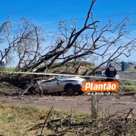 Motorista morre após árvore cair sobre carro na PR-317 em Maringá Foto 3 Fotos de Motorista morre após árvore cair sobre carro na PR-317 em Maringá