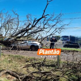 Motorista morre após árvore cair sobre carro na PR-317 em Maringá Foto 1 Fotos de Motorista morre após árvore cair sobre carro na PR-317 em Maringá