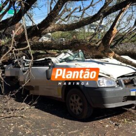 Motorista morre após árvore cair sobre carro na PR-317 em Maringá Foto 4 Fotos de Motorista morre após árvore cair sobre carro na PR-317 em Maringá