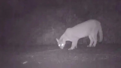 Fotos de Câmera registra onça-parda em frente a casa na zona rural