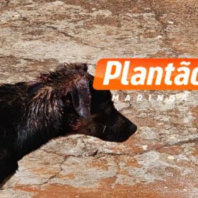 Fotos de Idosa que teve braço devorado por um cachorro vira-lata em Maringá morre no hospital