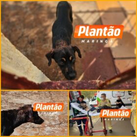 Idosa de 89 anos tem braço comido por cachorro em Maringá Foto 5 Fotos de Idosa de 89 anos tem braço comido por cachorro em Maringá
