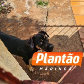 Fotos de Idosa que teve braço devorado por um cachorro vira-lata em Maringá morre no hospital