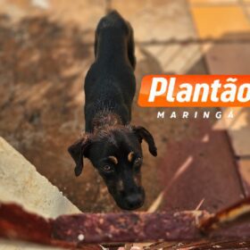 Fotos de Idosa que teve braço devorado por um cachorro vira-lata em Maringá morre no hospital