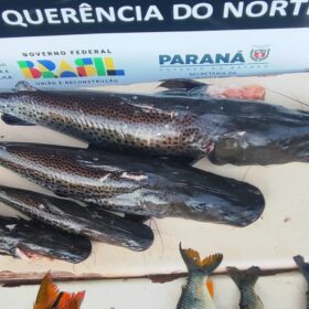 Fotos de Operação Protetor: Polícia Ambiental apreende quase 90 kg de peixes capturados de forma ilegal em Querência do Norte