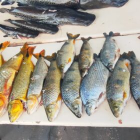 Fotos de Operação Protetor: Polícia Ambiental apreende quase 90 kg de peixes capturados de forma ilegal em Querência do Norte
