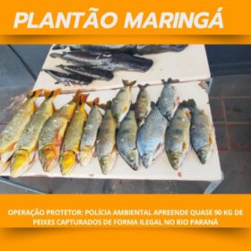 Fotos de Operação Protetor: Polícia Ambiental apreende quase 90 kg de peixes capturados de forma ilegal em Querência do Norte