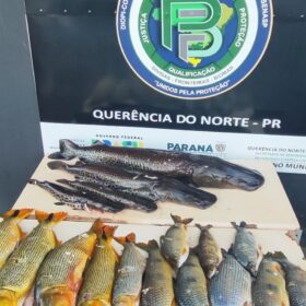 Fotos de Operação Protetor: Polícia Ambiental apreende quase 90 kg de peixes capturados de forma ilegal em Querência do Norte