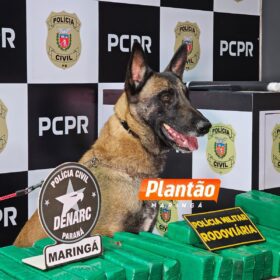 Fotos de DENARC e PRE apreendem 582 kg de maconha em operação na região de Maringá