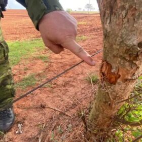 Fotos de Marcas de tiros indicam que desaparecidos foram mortos na chegada à propriedade da dívida