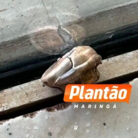 Comércio é alvo de tiros durante a madrugada, em Maringá Foto 1 Fotos de Comércio é alvo de tiros durante a madrugada, em Maringá