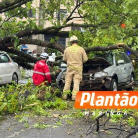 Motorista fica ferido após árvore cair sobre veículo na Avenida Mauá, em Maringá Foto 2 Fotos de Motorista fica ferido após árvore cair sobre veículo na Avenida Mauá, em Maringá
