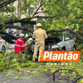Motorista fica ferido após árvore cair sobre veículo na Avenida Mauá, em Maringá Foto 3 Fotos de Motorista fica ferido após árvore cair sobre veículo na Avenida Mauá, em Maringá