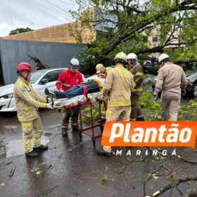 Motorista fica ferido após árvore cair sobre veículo na Avenida Mauá, em Maringá Foto 5 Fotos de Motorista fica ferido após árvore cair sobre veículo na Avenida Mauá, em Maringá