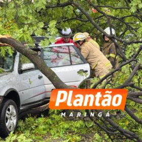 Motorista fica ferido após árvore cair sobre veículo na Avenida Mauá, em Maringá Foto 6 Fotos de Motorista fica ferido após árvore cair sobre veículo na Avenida Mauá, em Maringá