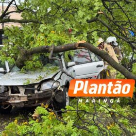 Motorista fica ferido após árvore cair sobre veículo na Avenida Mauá, em Maringá Foto 7 Fotos de Motorista fica ferido após árvore cair sobre veículo na Avenida Mauá, em Maringá