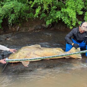 Pescador captura jaú de quase 2 metros e aproximadamente 100 quilos no Rio Ivaí em Floresta Foto 4 Fotos de Pescador captura jaú de quase 2 metros e aproximadamente 100 quilos no Rio Ivaí em Floresta