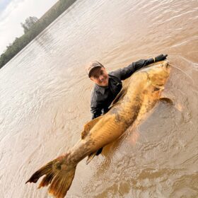 Pescador captura jaú de quase 2 metros e aproximadamente 100 quilos no Rio Ivaí em Floresta Foto 5 Fotos de Pescador captura jaú de quase 2 metros e aproximadamente 100 quilos no Rio Ivaí em Floresta