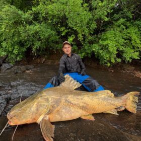 Pescador captura jaú de quase 2 metros e aproximadamente 100 quilos no Rio Ivaí em Floresta Foto 6 Fotos de Pescador captura jaú de quase 2 metros e aproximadamente 100 quilos no Rio Ivaí em Floresta