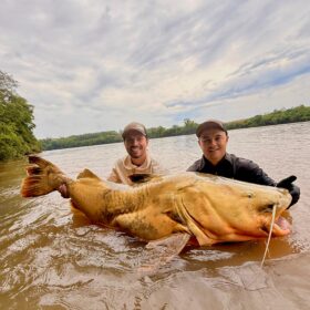 Pescador captura jaú de quase 2 metros e aproximadamente 100 quilos no Rio Ivaí em Floresta Foto 8 Fotos de Pescador captura jaú de quase 2 metros e aproximadamente 100 quilos no Rio Ivaí em Floresta