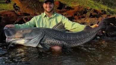 Fotos de Pescador fisga Pintado de 1,55 m e 30 kg no Rio Ivaí, na região de Maringá