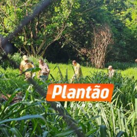 Corpo de homem é encontrado em fundo de vale, em Maringá Foto 4 Fotos de Corpo de homem é encontrado em fundo de vale, em Maringá