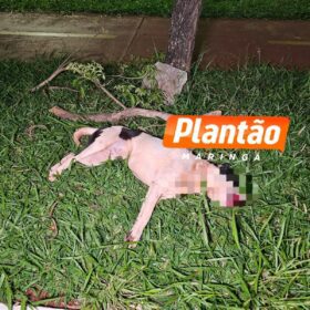 Motociclista fica ferido após atropelar cachorro na Avenida Pedro Taques, em Maringá Foto 2 Fotos de Motociclista fica ferido após atropelar cachorro na Avenida Pedro Taques, em Maringá
