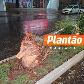 Três mulheres ficam feridas após grave acidente na Avenida das Indústrias, em Maringá Foto 5 Fotos de Três mulheres ficam feridas após grave acidente na Avenida das Indústrias, em Maringá
