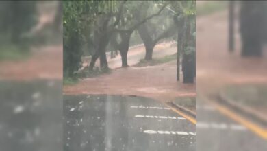 Fotos de Chuva e ventos fortes derrubam muro do Cemitério Municipal e 14 árvores em Maringá; VÍDEOS