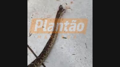 Fotos de Cobra cascavel é encontrada em fundo de quintal em Maringá
