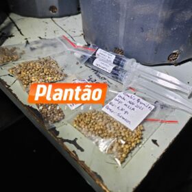 Pelotão de Choque apreende estufas de maconha em edifício comercial no centro de Maringá Foto 2 Fotos de Pelotão de Choque apreende estufas de maconha em edifício comercial no centro de Maringá