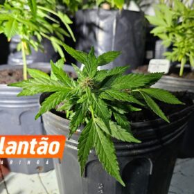 Pelotão de Choque apreende estufas de maconha em edifício comercial no centro de Maringá Foto 3 Fotos de Pelotão de Choque apreende estufas de maconha em edifício comercial no centro de Maringá