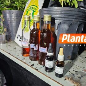 Pelotão de Choque apreende estufas de maconha em edifício comercial no centro de Maringá Foto 4 Fotos de Pelotão de Choque apreende estufas de maconha em edifício comercial no centro de Maringá