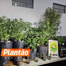 Pelotão de Choque apreende estufas de maconha em edifício comercial no centro de Maringá Foto 5 Fotos de Pelotão de Choque apreende estufas de maconha em edifício comercial no centro de Maringá