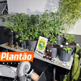 Pelotão de Choque apreende estufas de maconha em edifício comercial no centro de Maringá Foto 6 Fotos de Pelotão de Choque apreende estufas de maconha em edifício comercial no centro de Maringá