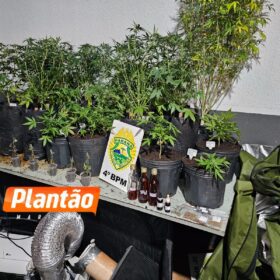 Pelotão de Choque apreende estufas de maconha em edifício comercial no centro de Maringá Foto 7 Fotos de Pelotão de Choque apreende estufas de maconha em edifício comercial no centro de Maringá