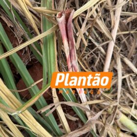 Fotos de Homem sequestrado e encontrado enterrado em uma cova rasa em meio canavial entre Maringá e Iguaraçu é identificado