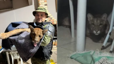 Fotos de Onça-parda é encontrada dentro de casa em Maringá e mobiliza bombeiros, Polícia Ambiental e veterinários; vídeos
