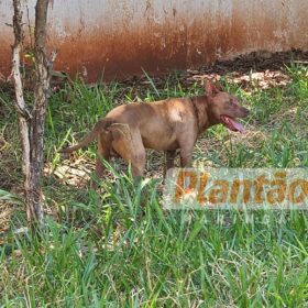 Trabalhador é intubado após ser atacado por dois pitbulls, em Maringá Foto 11 Fotos de Trabalhador é intubado após ser atacado por dois pitbulls, em Maringá