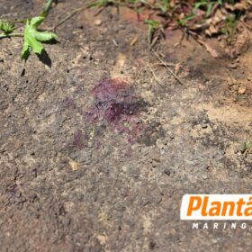 Homem é brutalmente espancado em Sarandi e fica em estado grave Foto 5 Fotos de Homem é brutalmente espancado em Sarandi e fica em estado grave