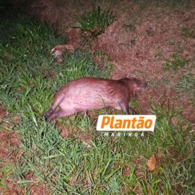 Pai morre e filho fica ferido após carro capotar ao atropelar capivara em Maringá Foto 16 Fotos de Pai morre e filho fica ferido após carro capotar ao atropelar capivara em Maringá