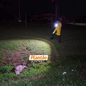Pai morre e filho fica ferido após carro capotar ao atropelar capivara em Maringá Foto 4 Fotos de Pai morre e filho fica ferido após carro capotar ao atropelar capivara em Maringá