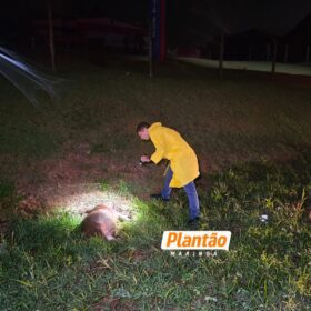 Pai morre e filho fica ferido após carro capotar ao atropelar capivara em Maringá Foto 6 Fotos de Pai morre e filho fica ferido após carro capotar ao atropelar capivara em Maringá