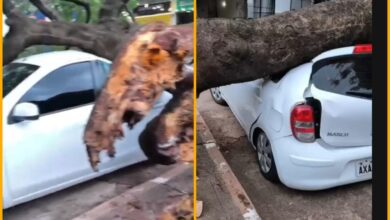 Fotos de Vídeo: Árvore de grande porte atinge 4 carros durante forte ventania em Maringá