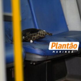 Homem morre após ser esfaqueado dentro de ônibus em Maringá Foto 3 Fotos de Homem morre após ser esfaqueado dentro de ônibus em Maringá