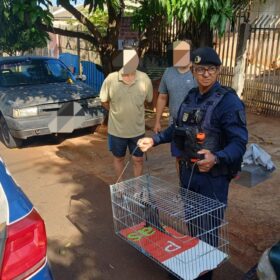 GCM de Maringá através da Patrulha Ambiental resgata animal silvestre no Conjunto Cidade Alta* Foto 1 Fotos de GCM de Maringá através da Patrulha Ambiental resgata animal silvestre no Conjunto Cidade Alta*