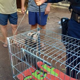 GCM de Maringá através da Patrulha Ambiental resgata animal silvestre no Conjunto Cidade Alta* Foto 2 Fotos de GCM de Maringá através da Patrulha Ambiental resgata animal silvestre no Conjunto Cidade Alta*