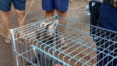 Fotos de GCM de Maringá através da Patrulha Ambiental resgata animal silvestre no Conjunto Cidade Alta*