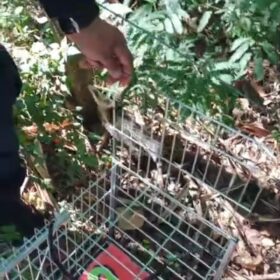 GCM de Maringá através da Patrulha Ambiental resgata animal silvestre no Conjunto Cidade Alta* Foto 3 Fotos de GCM de Maringá através da Patrulha Ambiental resgata animal silvestre no Conjunto Cidade Alta*