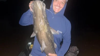 Fotos de Maringaense fisga raro exemplar de pintado no Rio Ivaí e impressiona com tamanho do peixe; veja relato